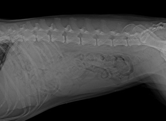 Article D.I.S.H. A Common Find in Purebred Boxer Dogs Village of Manotick Animal Hospital Manotick Ontario